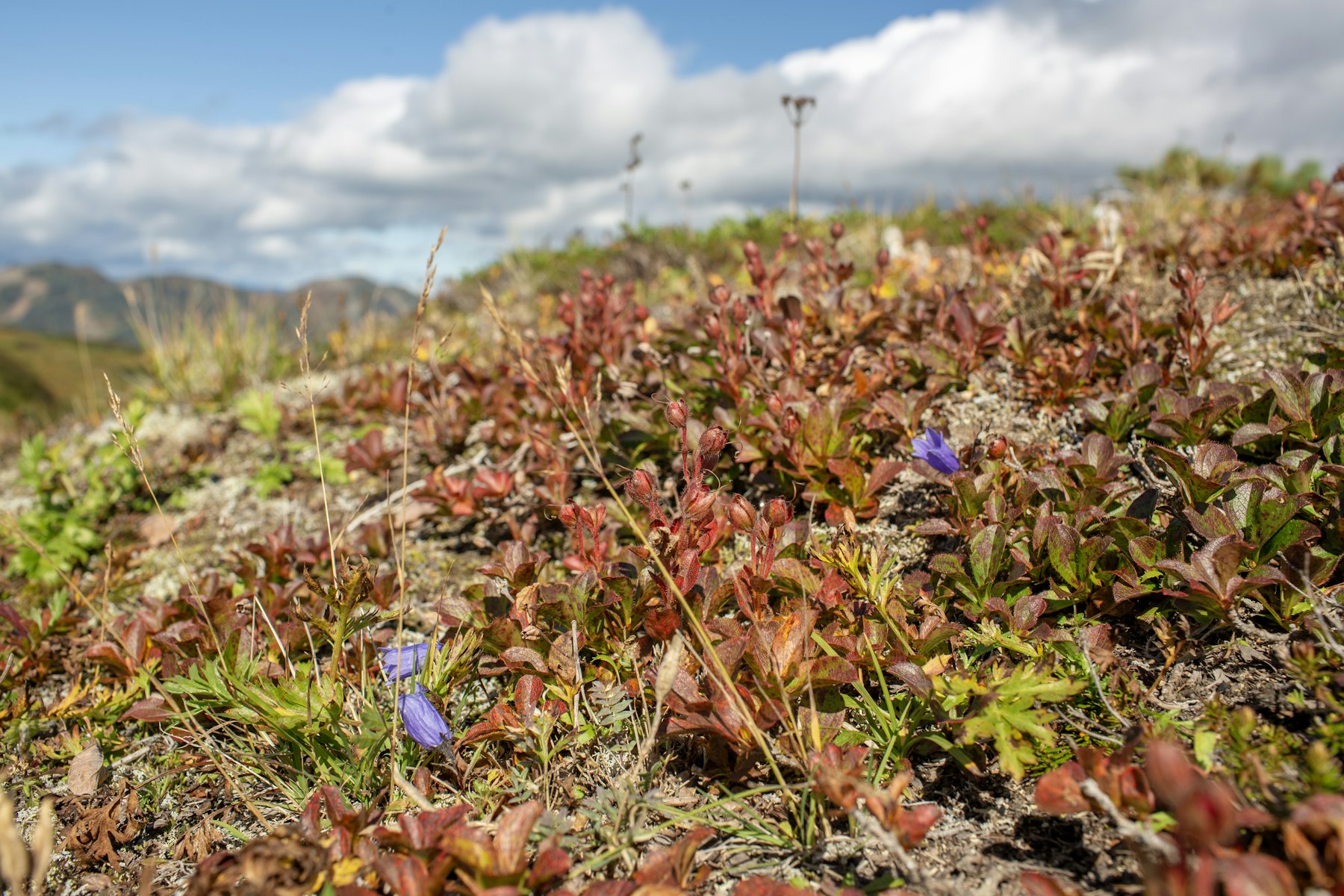 Arctic wildflowers in Nordic tundra